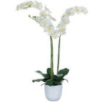 Orquídea Phalaenopsis 100 cm - Vepabinas